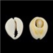 Cowrie Shell (undrilled)  ea