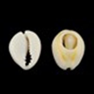 Cowrie Shell (undrilled)  ea