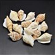 Conch Shell-Goldenrod 65x25mm   ea