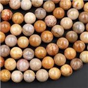 Semi Precious Strand Natural Fossil Coral Round 6mm (approx 62 beads)